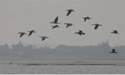 birds flying