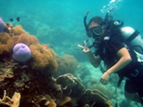 Coral Reef and Seagrass Assessment and Monitoring