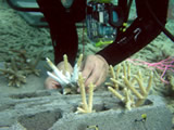 Coral Reef and Seagrass Restoration Techniques