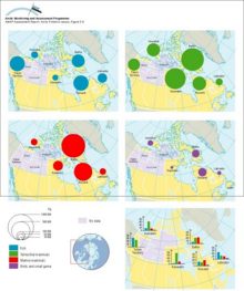 Annual indigenous subsistence production in Arctic Canada, by category, in total kg and percent of harvest