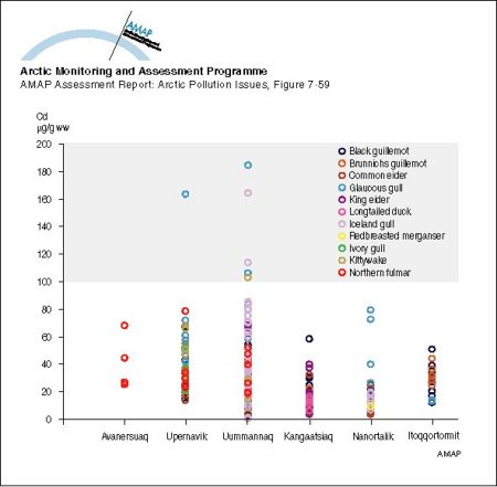 Cadmium levels in kidney of adult marine birds from Greenland Levels associated with potential for kidney damage are above 100 µg/g ww (map/graphic/illustration)