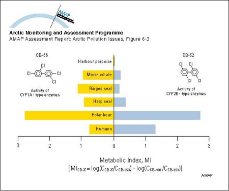 Cytochrome P450 1A (CYP1A) and cytochrome P4502B (CYP2B) type enzyme activities in some Arctic marine mammals and humans using the metabolic index (MI) suggested by Tanabe et al 1994a (map/graphic/illustration)