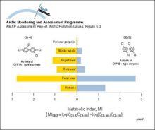 Cytochrome P450 1A (CYP1A) and cytochrome P4502B (CYP2B) type enzyme activities in some Arctic marine mammals and humans using the metabolic index (MI) suggested by Tanabe et al 1994a