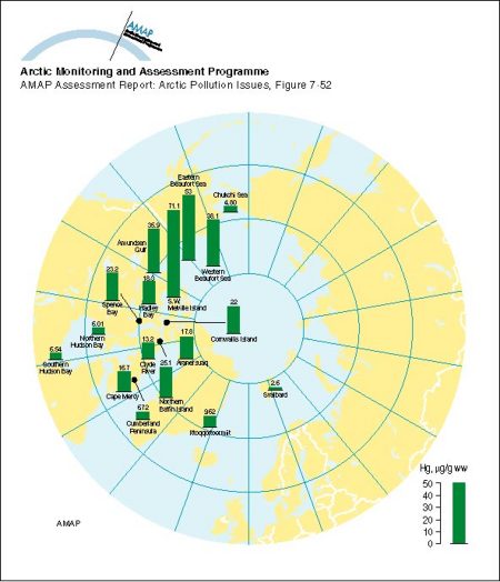 Distribution of Hg levels (age adjusted to 69 years, Svalbard adults) in liver tissue of polar bear (Ursus maritimus) (map/graphic/illustration)