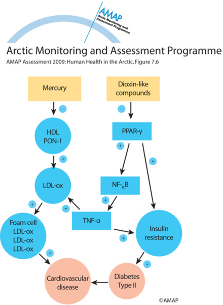 Effect of mercury and dioxin-like compounds on the pathogenesis of diabetes and its complications (map/graphic/illustration)