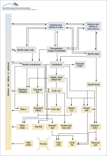 Generalized marine food web (map/graphic/illustration)