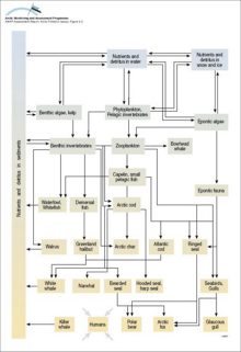 Generalized marine food web