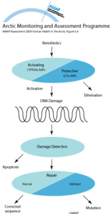 Genetic variability in susceptibility to toxicants