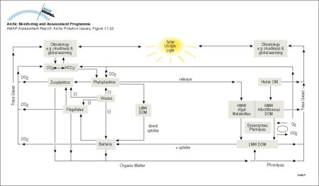 Illustration of the role of UV radiation in various light-dependent processes Natural UV radiation impacts the numbers, distribution and activity of several aquatic ecosystem targets and thus, theoretically, their interactions (map/graphic/illustration)