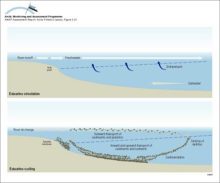 Illustration of water, sediment and nutrient cycling in estuaries Freshwater flows outward, transporting sediments, plankton and also contaminants Material that sinks into the inflowing seawater may be trapped in the estuary