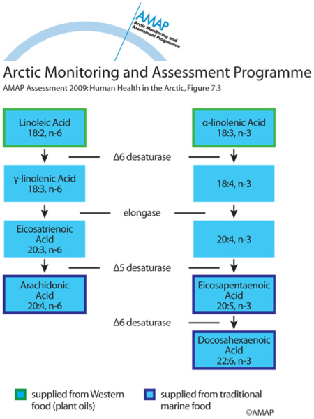 Metabolism of polyunsaturated fatty acids (map/graphic/illustration)