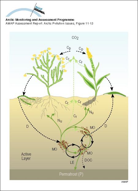 Schematic illustration of ecosystem carbon fluxes and nutrient circulation in the tundra Carbon and nutrient pathways are shown by dashed and continuous lines, respectively (map/graphic/illustration)