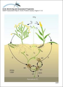 Schematic illustration of ecosystem carbon fluxes and nutrient circulation in the tundra Carbon and nutrient pathways are shown by dashed and continuous lines, respectively