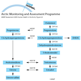 Schematic illustration of the pathways of steroid hormone biosynthesis (map/graphic/illustration)