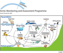 Simplified Barents Sea food-web