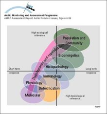 The relationship between response levels of biological organization and the toxicological relevance and time scale of responses