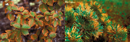 Visible (acute) SO2 injuries on (a) birch leaves and (b) Scots pine needles at Svanvik (map/graphic/illustration)