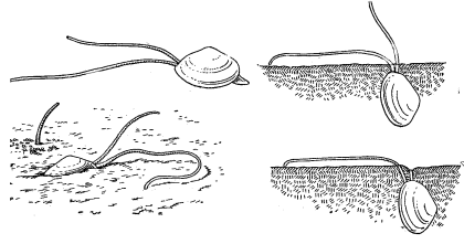 Abra ovata (position of the mollusk in the ground)