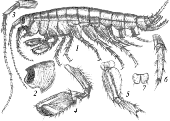 General Illustration