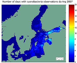 cyanobacteria2007.jpg