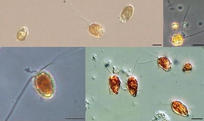 Fig.1.Photo_Chrysochromulina.JPG