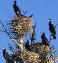 woelfel_Kormoran001_web.jpg