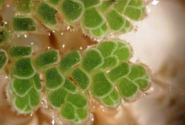 Azolla_macro.JPG