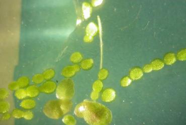 Smallest_flowering_plant_in_world_found_in_Danube.jpg