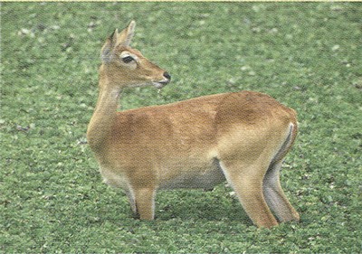 Gazelle, Waza National Park