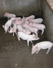 pigs