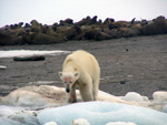 bear and walrus