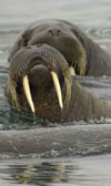 walrus2