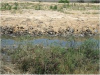 Wadi Gaza wetland