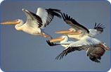 pelicans