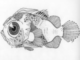 Technical Drawings of South China Sea Fish Larvae
