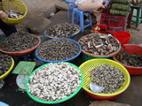 Values of Coastal Habitat Goods and Services