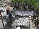 Establishing a Framework for Sustainable Management of Mangroves Based on Government Policy at the Fangchenggang Demonstration Site