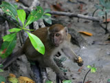 Mangrove Flora, Fauna and Process