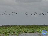 Wetland Flora, Fauna, and Processes