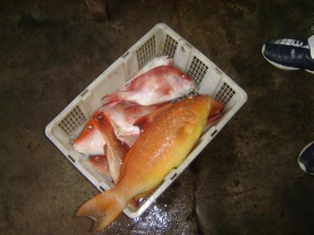 Coral reef fishes from the Belitung Island area of Indonesia