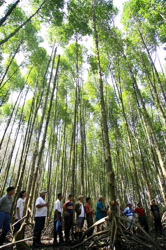 South China Sea Mangrove Training Workshop