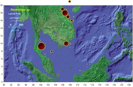 Distribution and abundance of Rastrelliger larvae