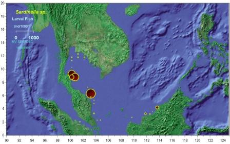 Distribution and abundance of Sardinella larvae