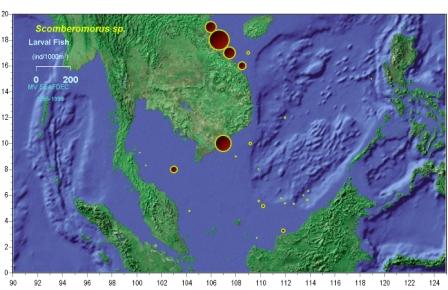 Distribution and abundance of Scomberomorus larvae