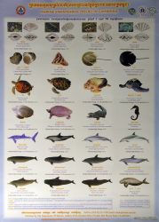 Marine Endangered Species in Cambodia