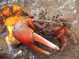 Mangrove Biodiversity in China