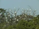 Video of Mangrove Birds at Fangchenggang China